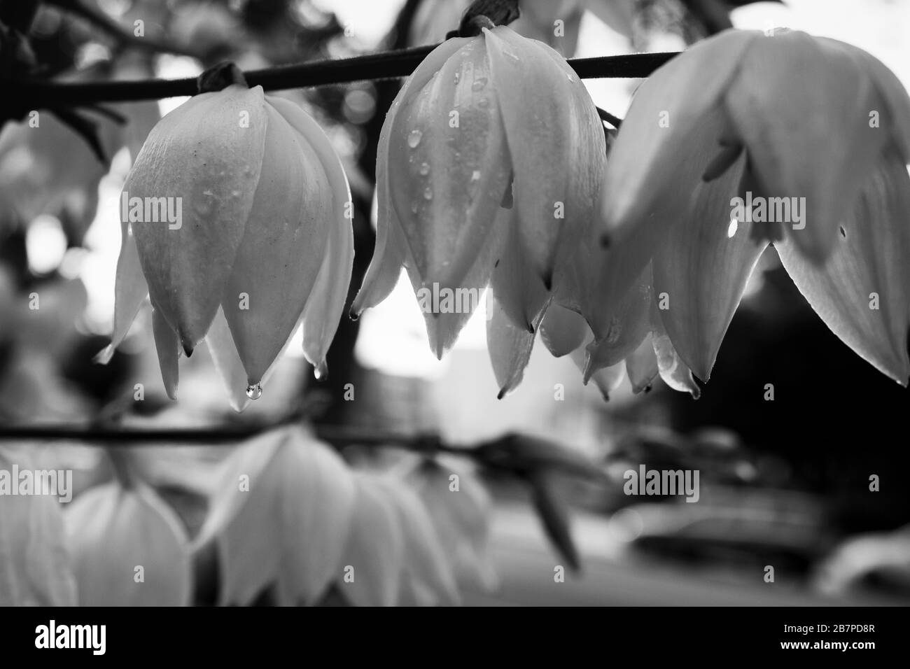 Yucca flaccida Flowers covered in Dew, monochrome Stock Photo