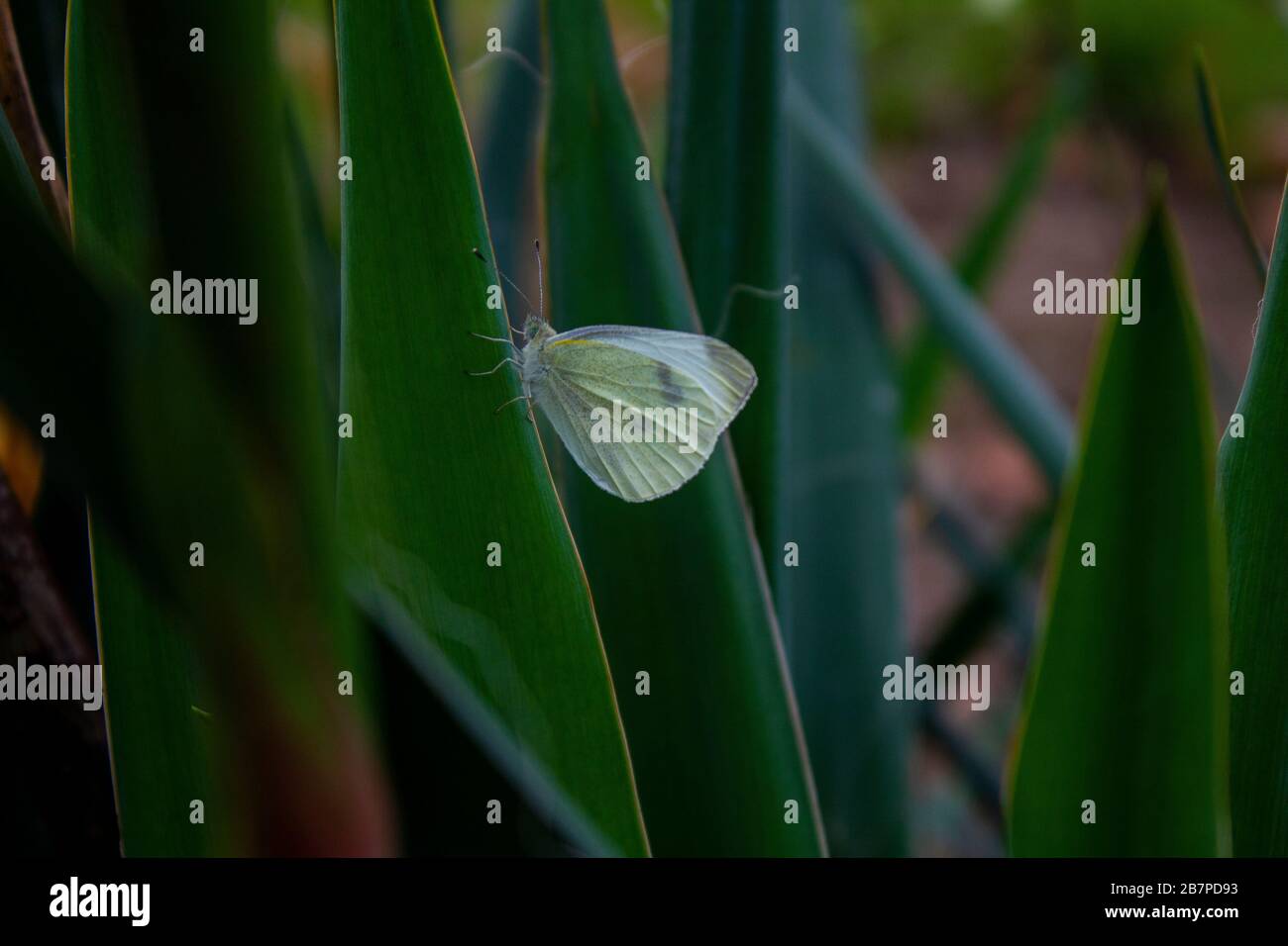 White Butterfly on a yucca leaf blade Stock Photo