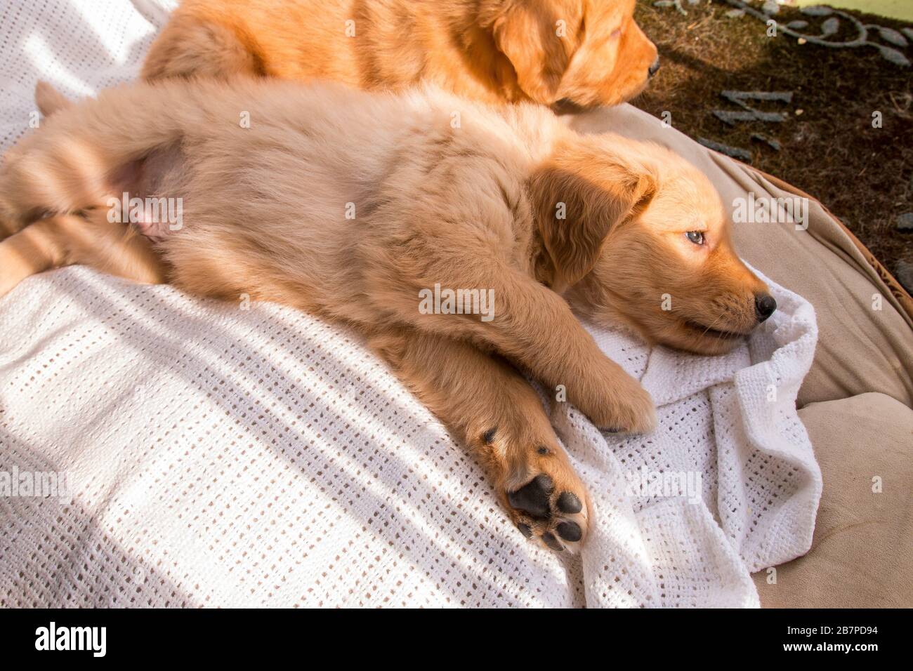 Cute, Fluffy and Adorable Golden Retriever Puppies Laying in Bed in the Sunlight Stock Photo