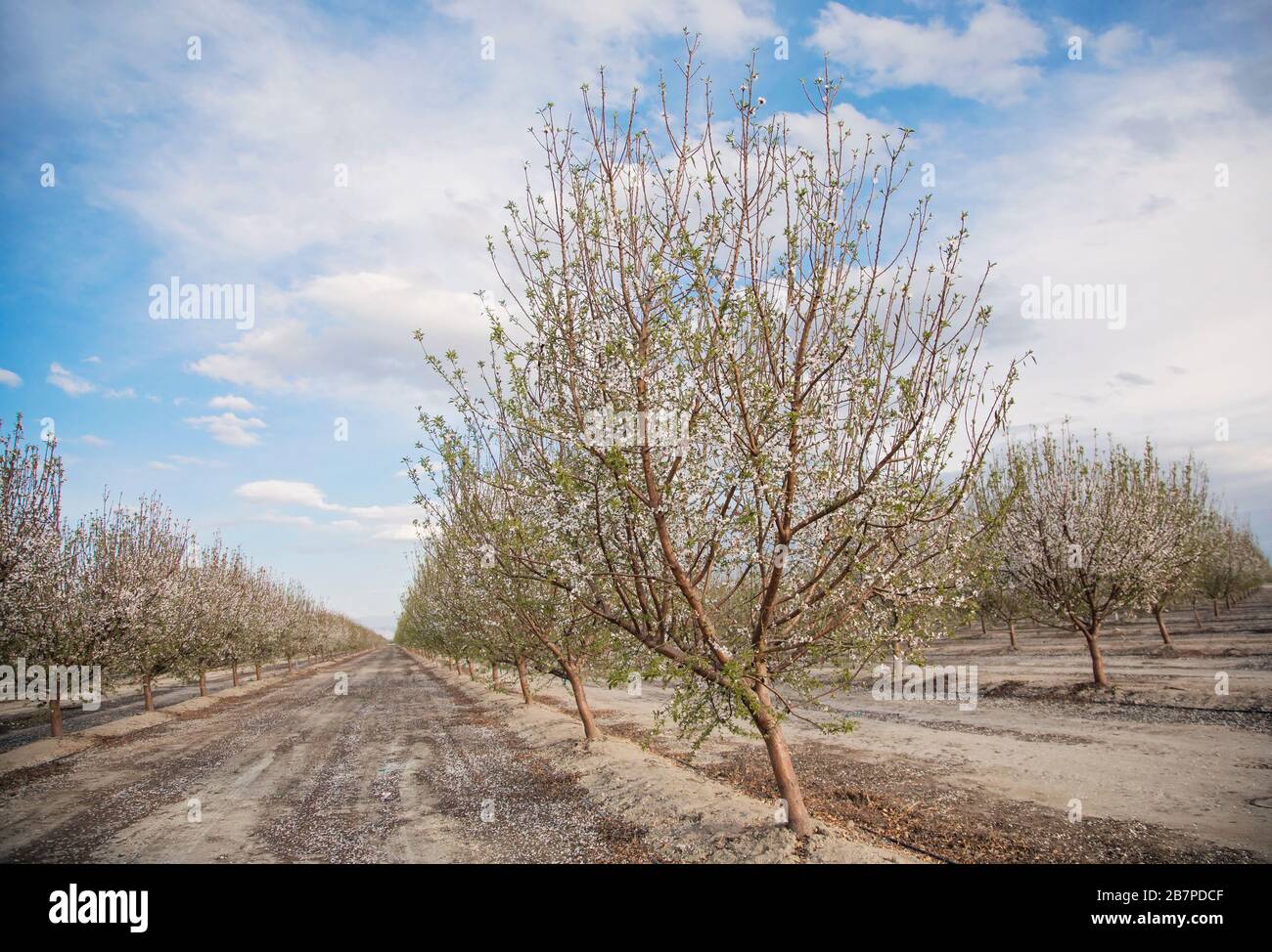 Almond trees in blossom, in Bakersfield, California, United States