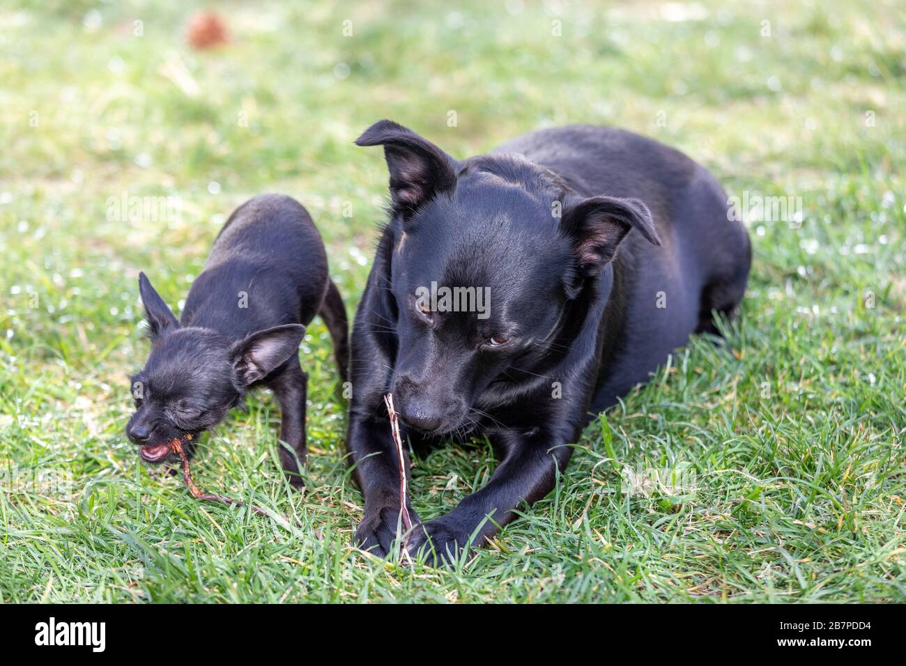 Two cute black dog´s chewing a stick Stock Photo Alamy