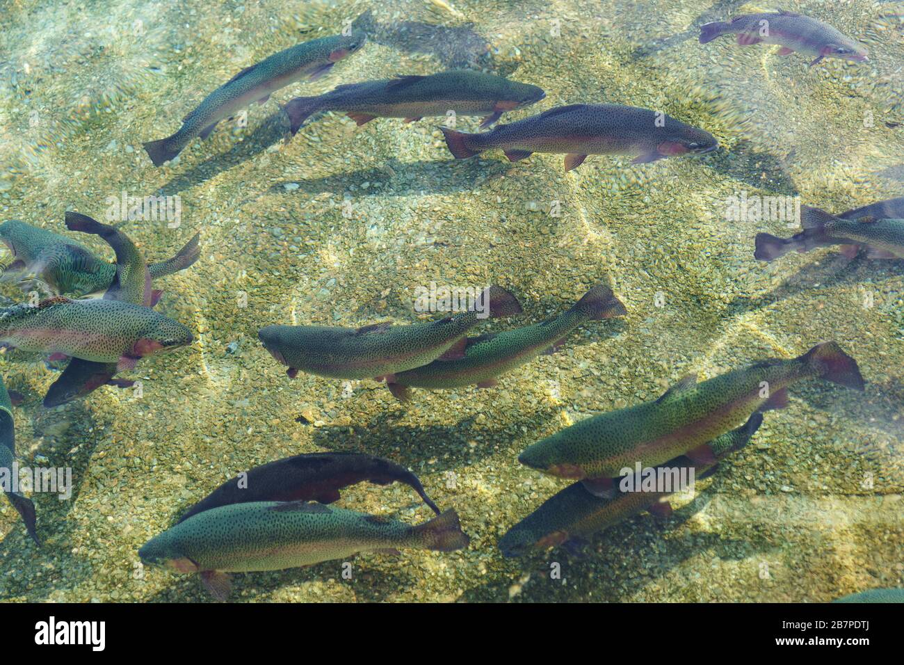 Beautiful large grey rainbow trout swim in the clear water. Breeding of freshwater fish Stock Photo