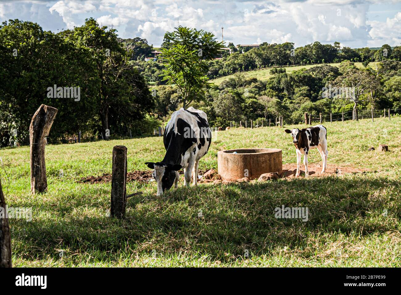 Cow and calf grazing in a meadow. Guatambu, Santa Catarina, Brazil. Stock Photo