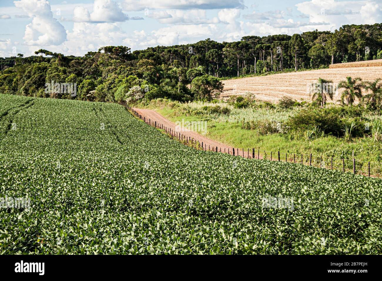 Soybean field in countryside of southern Brazil. Guatambu, Santa