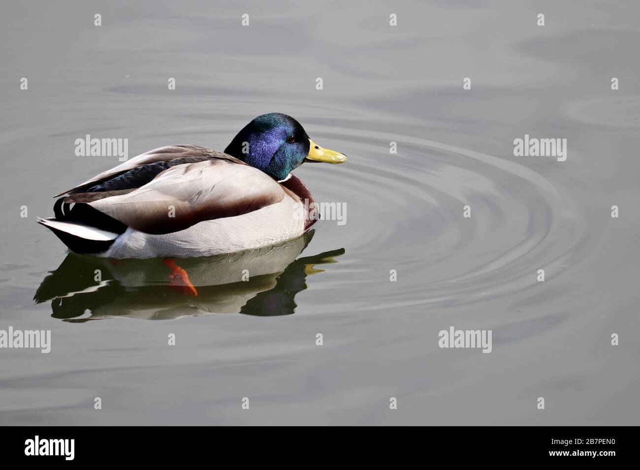 Mallard duck swimming in the water. Male wild duck in the lake Stock Photo
