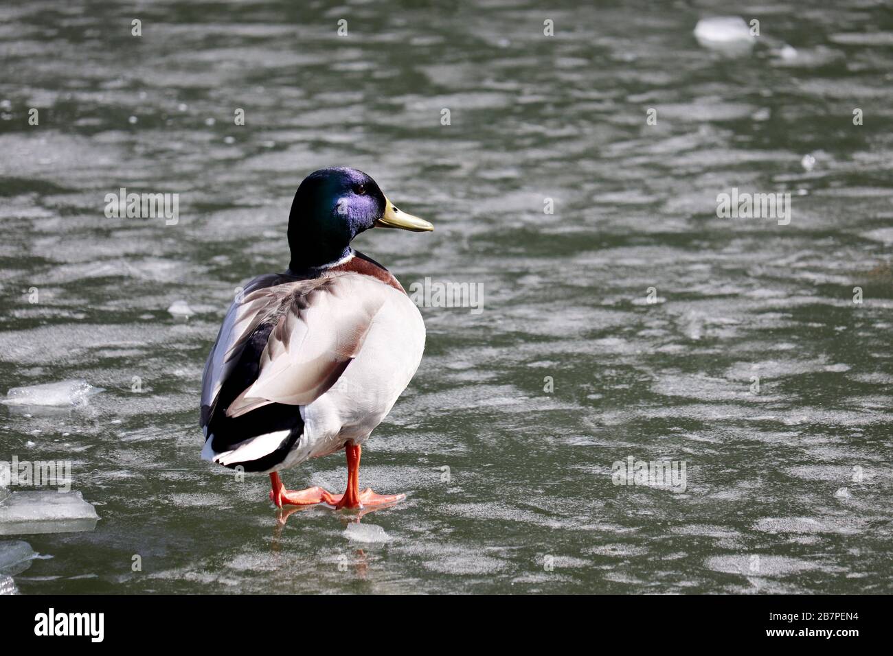 Mallard duck walking on melting ice. Male wild duck on the lake, early spring weather Stock Photo