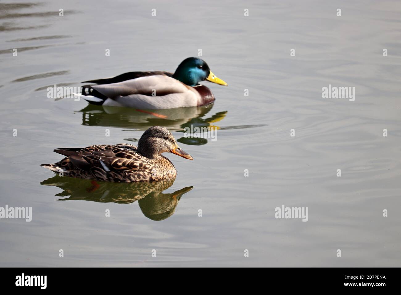 Couple of mallard swimming in the water. Male and female wild ducks on a lake in early spring Stock Photo