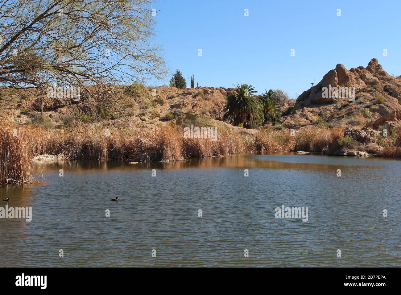 An oasis with American Coots floating in the water in the Sonoran Desert of Superior, Arizona, USA Stock Photo