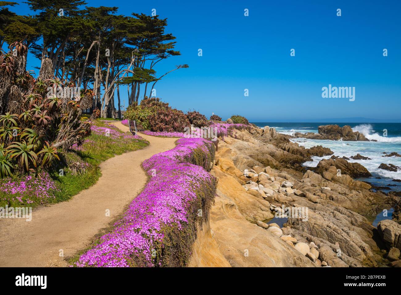 Purple wild flowers on Monterey beach in srping with blue sky
