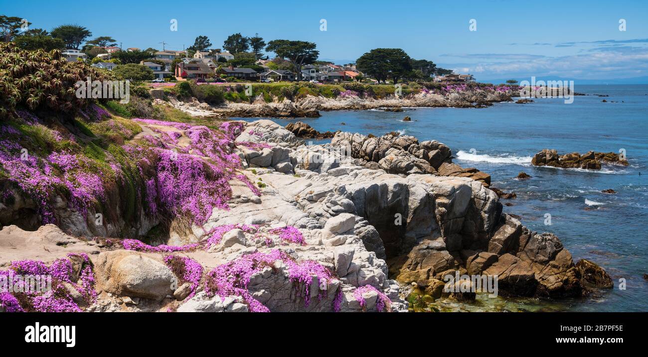Purple wild flowers on Monterey beach in srping with blue sky