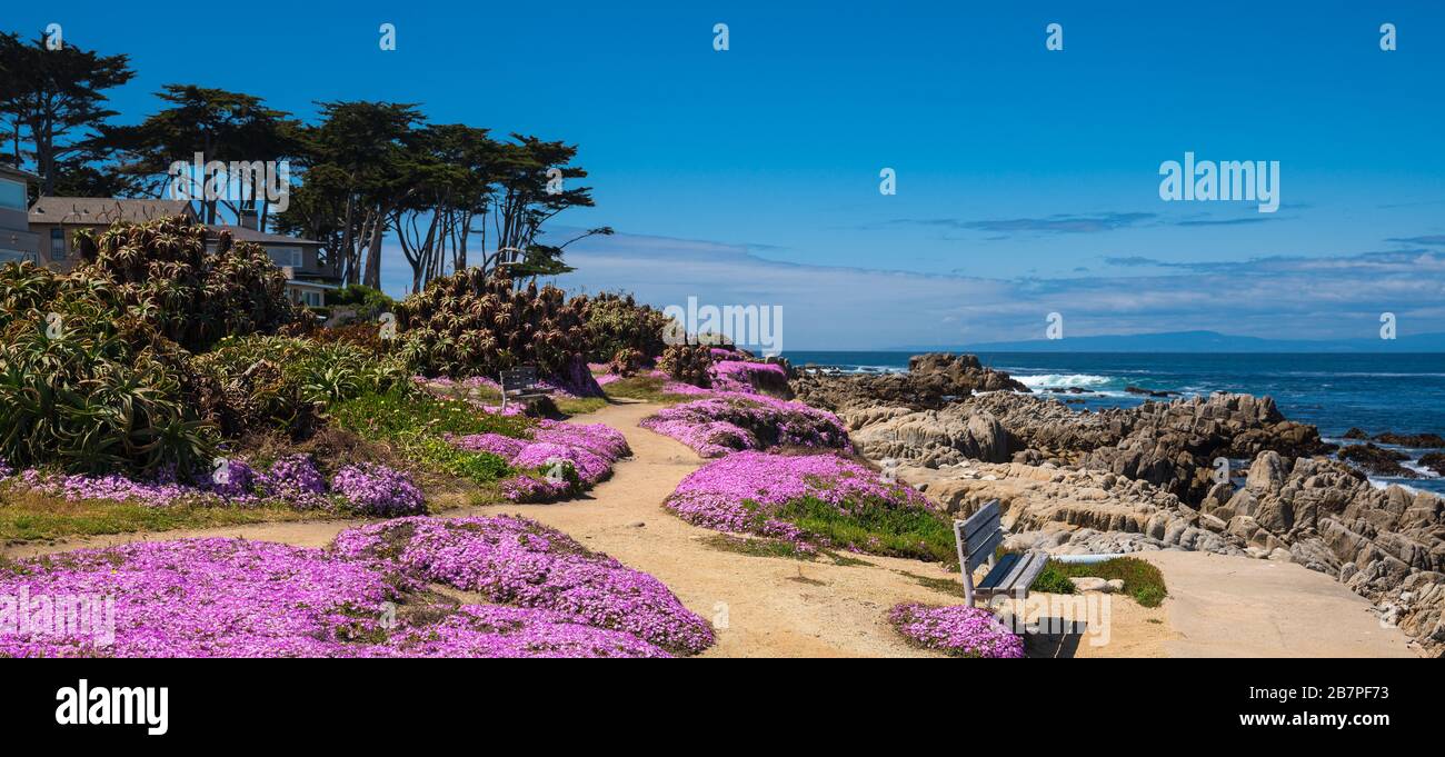 Purple wild flowers on Monterey beach in spring with blue sky