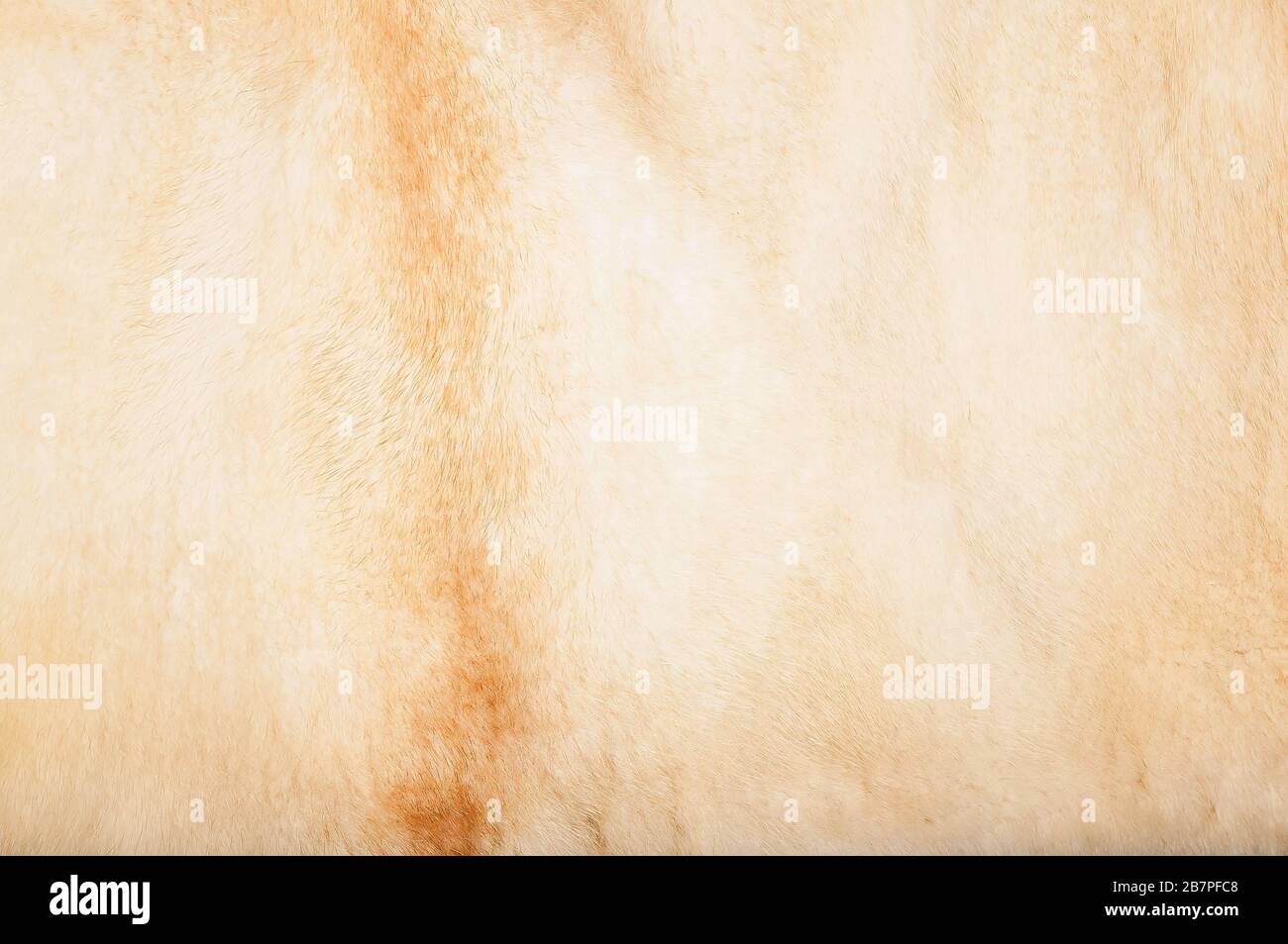 Natural light mink fur. Wildlife texture. Selective focus Stock Photo