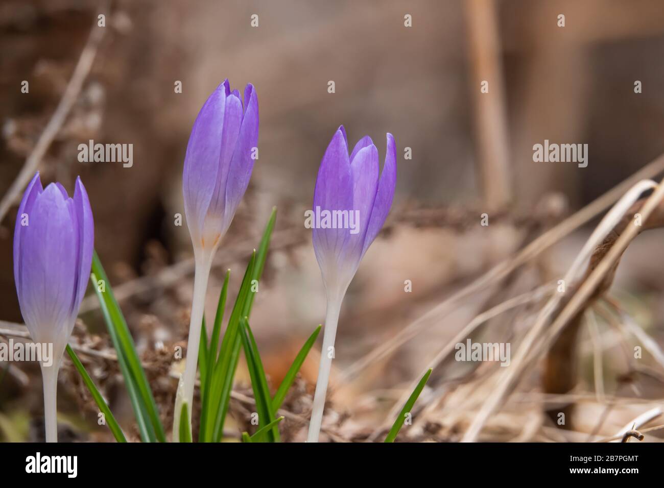 Crocus Flowers Sprouting in Winter Stock Photo