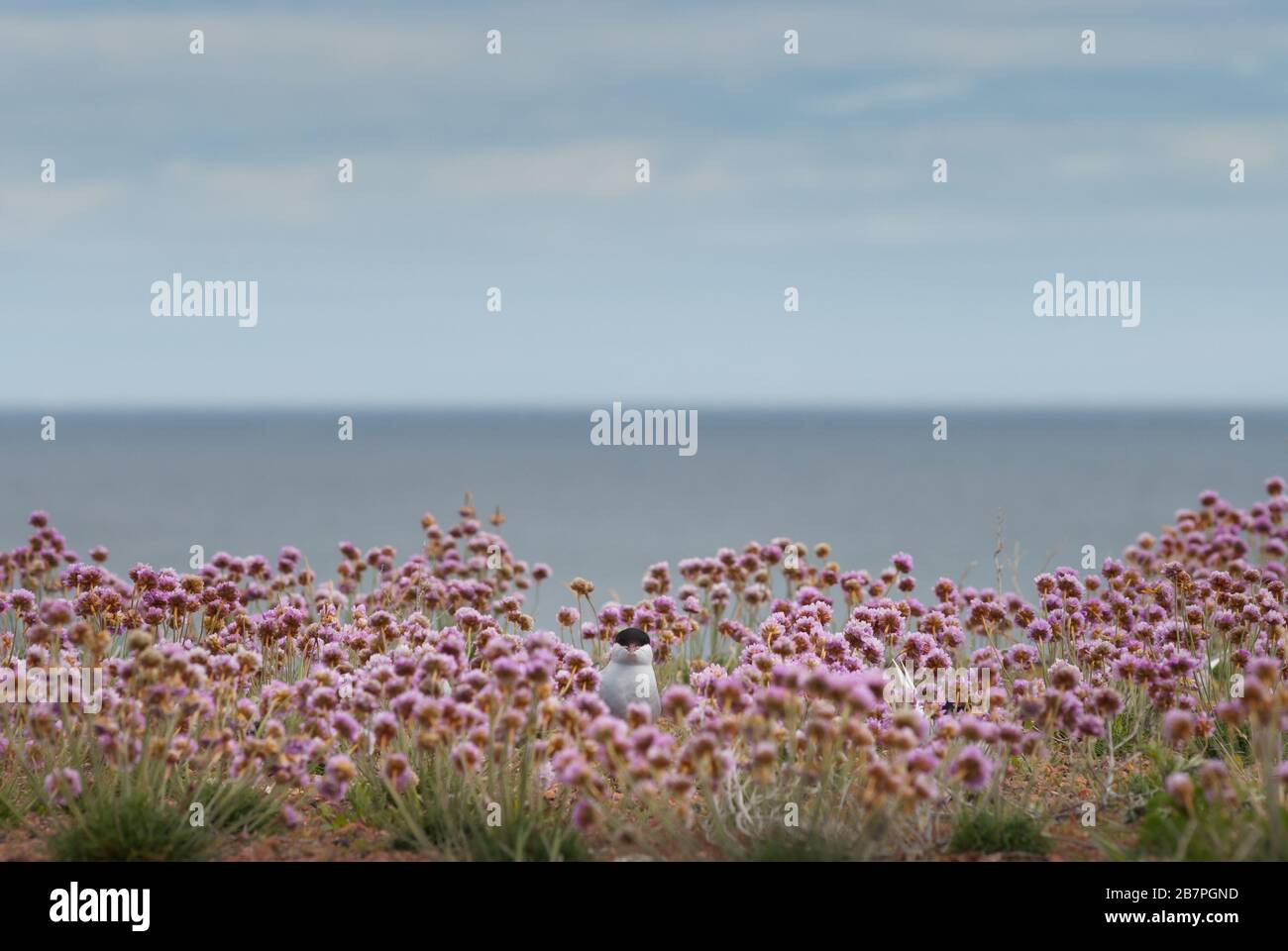 Arctic tern (Sterna paradisaea) incubating on a nest amongst sea pink flowers. Isle of May, Scotland, UK. Stock Photo