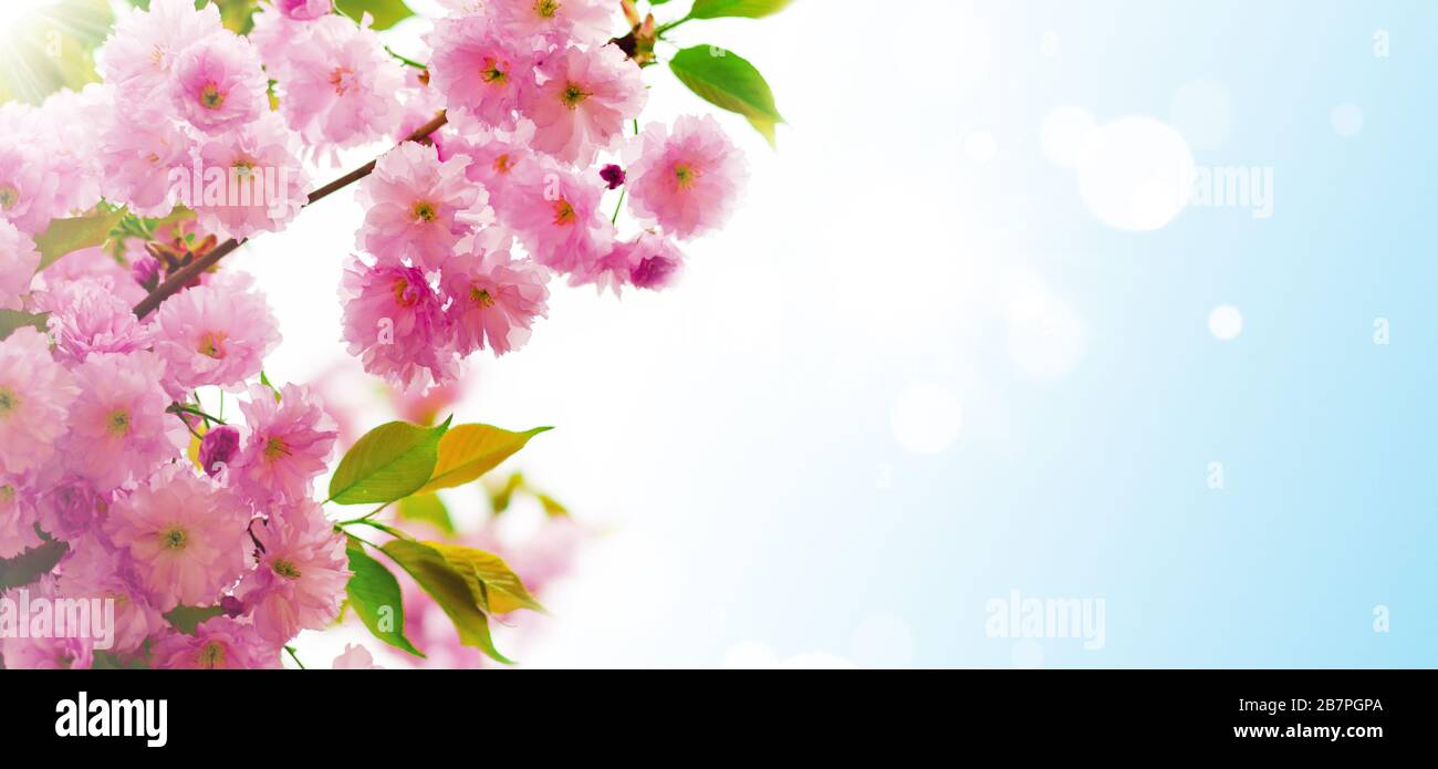 Cherry blossoms over blurred nature background. Spring flowers. Spring  Background with bokeh Stock Photo - Alamy, image size:1300x695