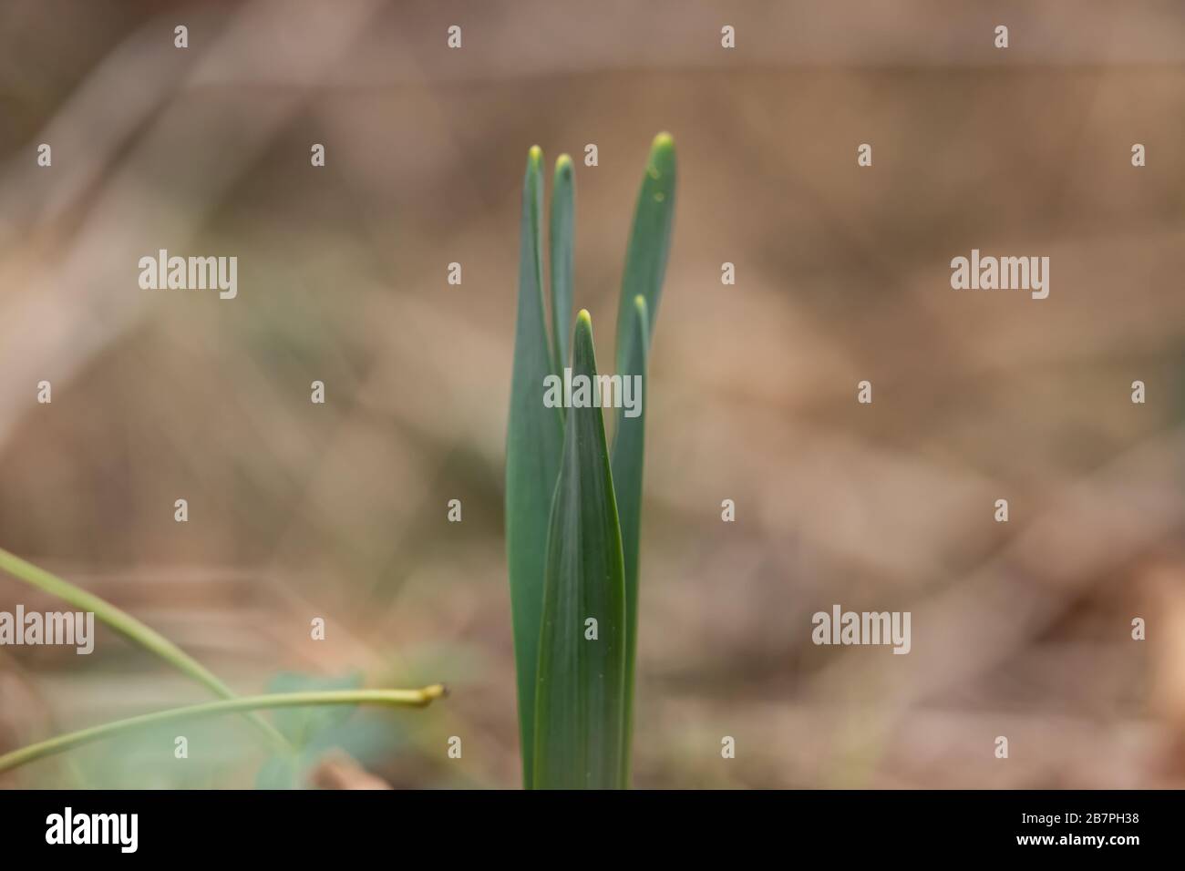 Daffodil Leaves Sprouting in Winter Stock Photo Alamy
