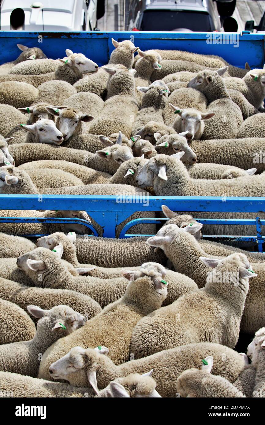 Animal transport hires stock photography and images Alamy