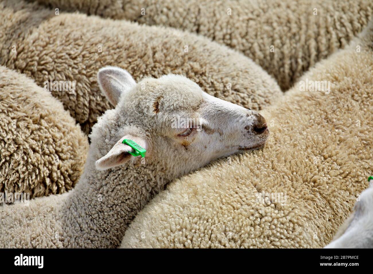 Animal transport hires stock photography and images Alamy