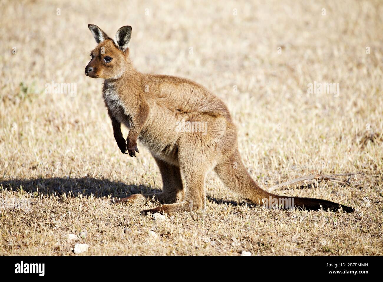 Kangaroo on Kangaroo Island Stock Photo