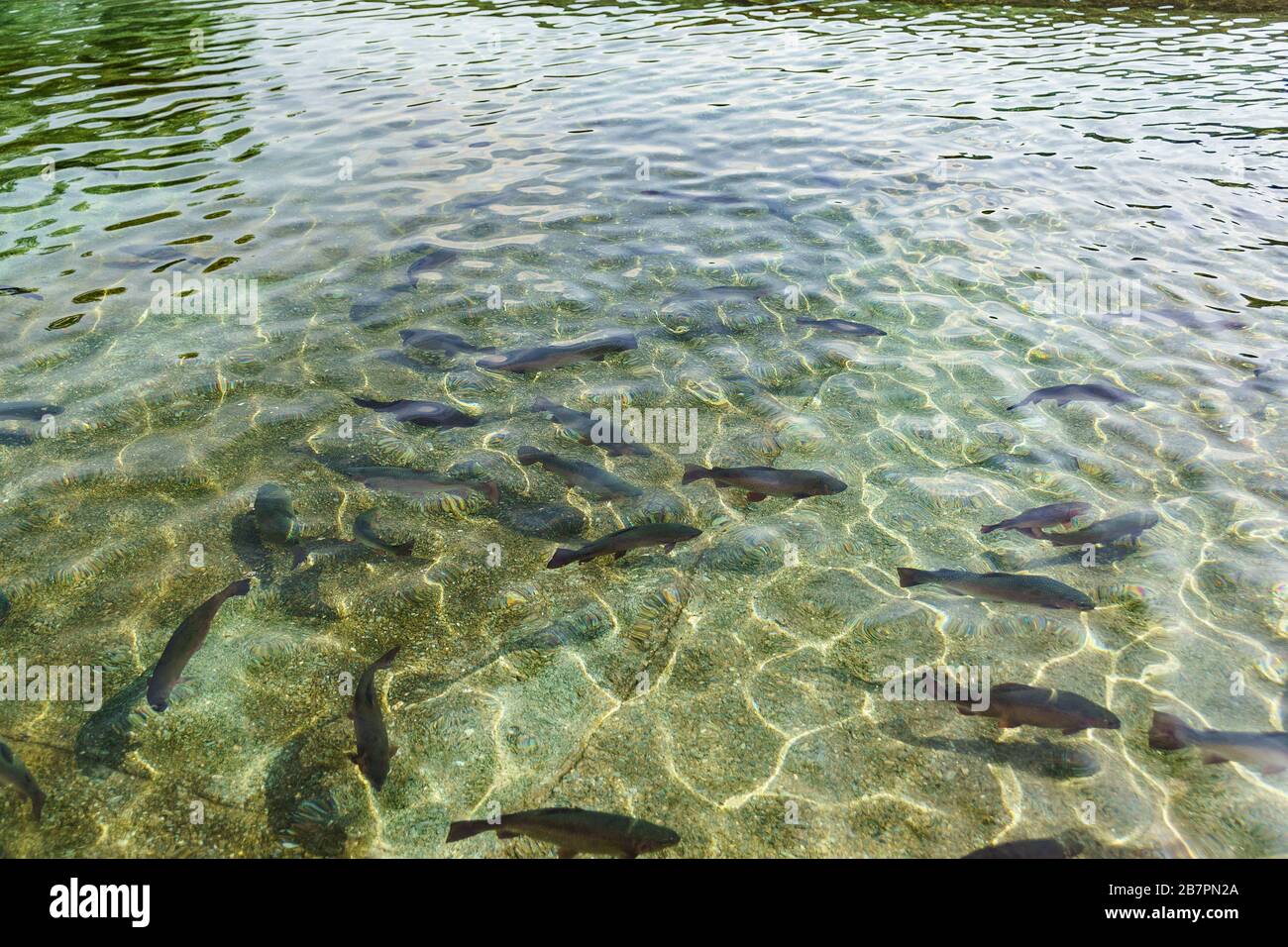 Beautiful large grey rainbow trout swim in the clear water. Breeding of freshwater fish. spotted fish on the background of a spotted bottom. Mimicry Stock Photo