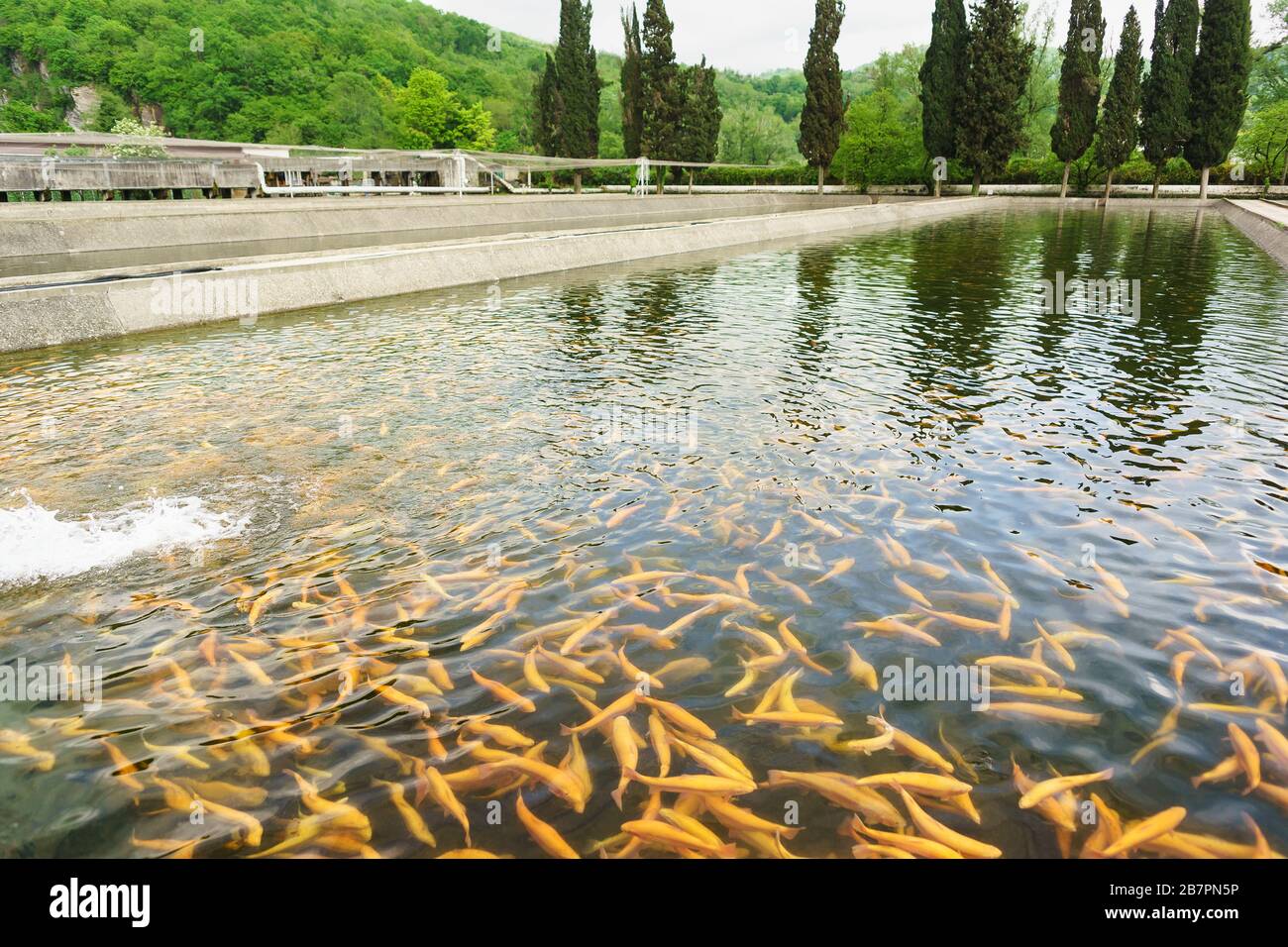 Artificial pond of trout farm with Golden amber mica in green running water. Nobody Stock Photo