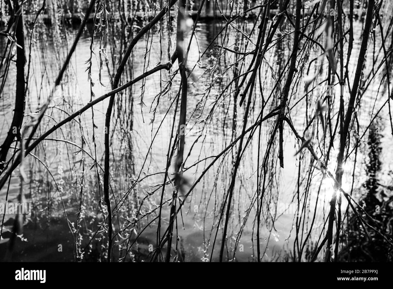 Willow grove park hi-res stock photography and images - Alamy