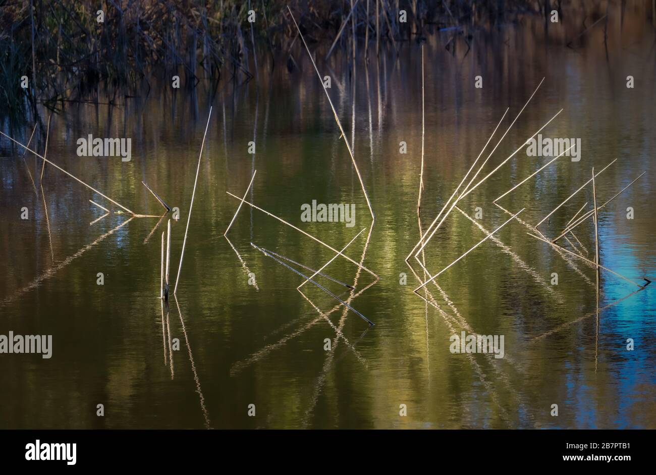 Reeds reflecting in water at Great Salt Plains in NW Oklahoma Stock Photo