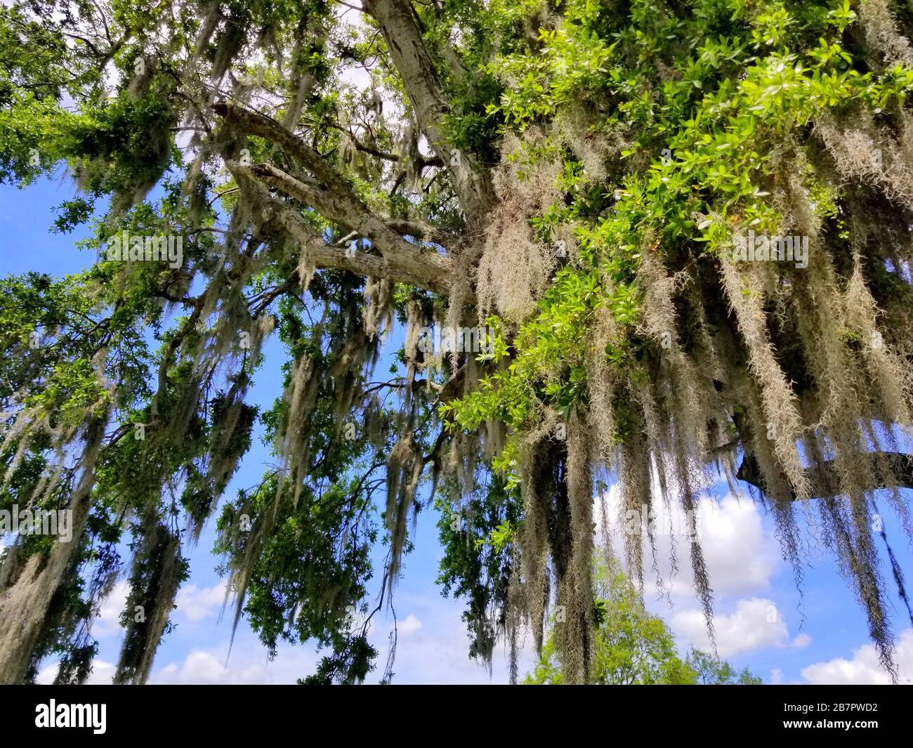 An oak tree with hanging moss near Heritage Park, Winter Haven, Florida