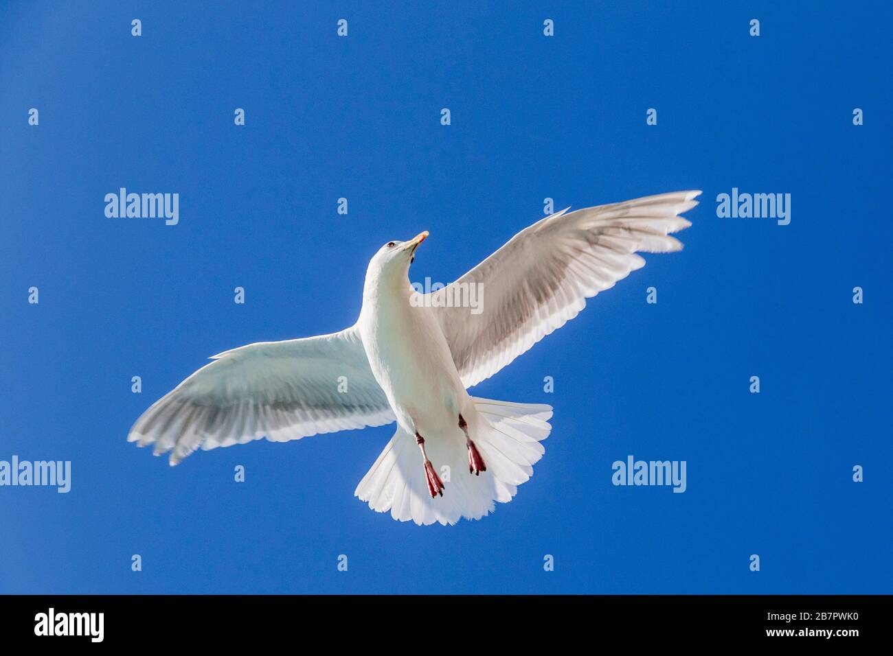 Glaucous-winged Gull in flight in Glacier Bay National Park in Alaska. Stock Photo