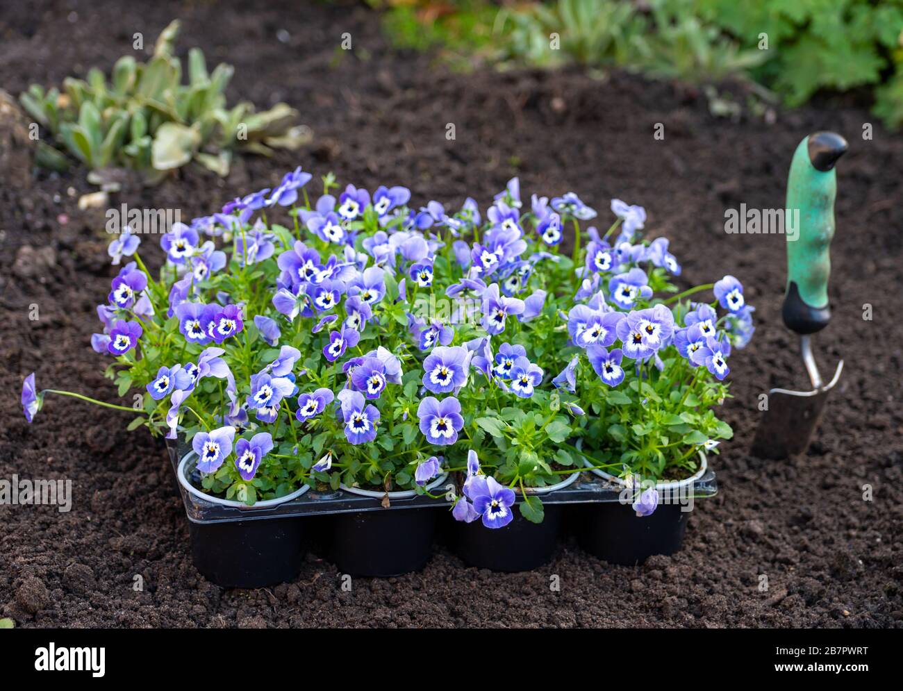 Spring garden works, ready for planting in soil ornamental colorful