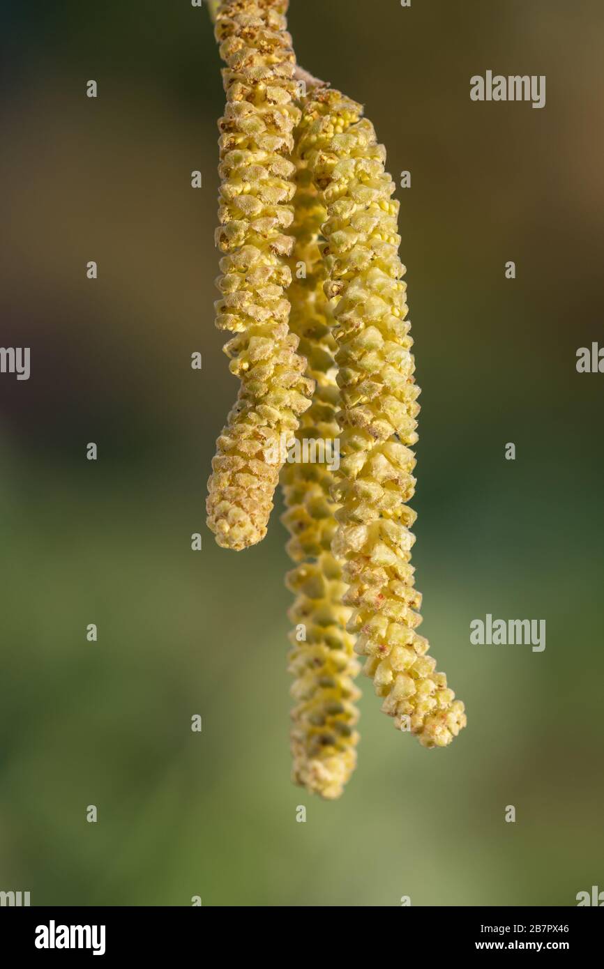 Mature male catkins on a Hazel tree (corylus avellana Stock Photo Alamy