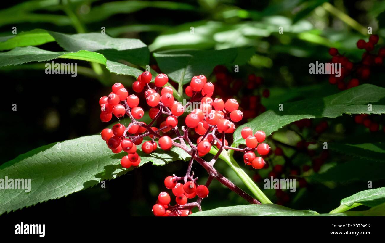red berries at cape flattery in the olympic national park Stock Photo