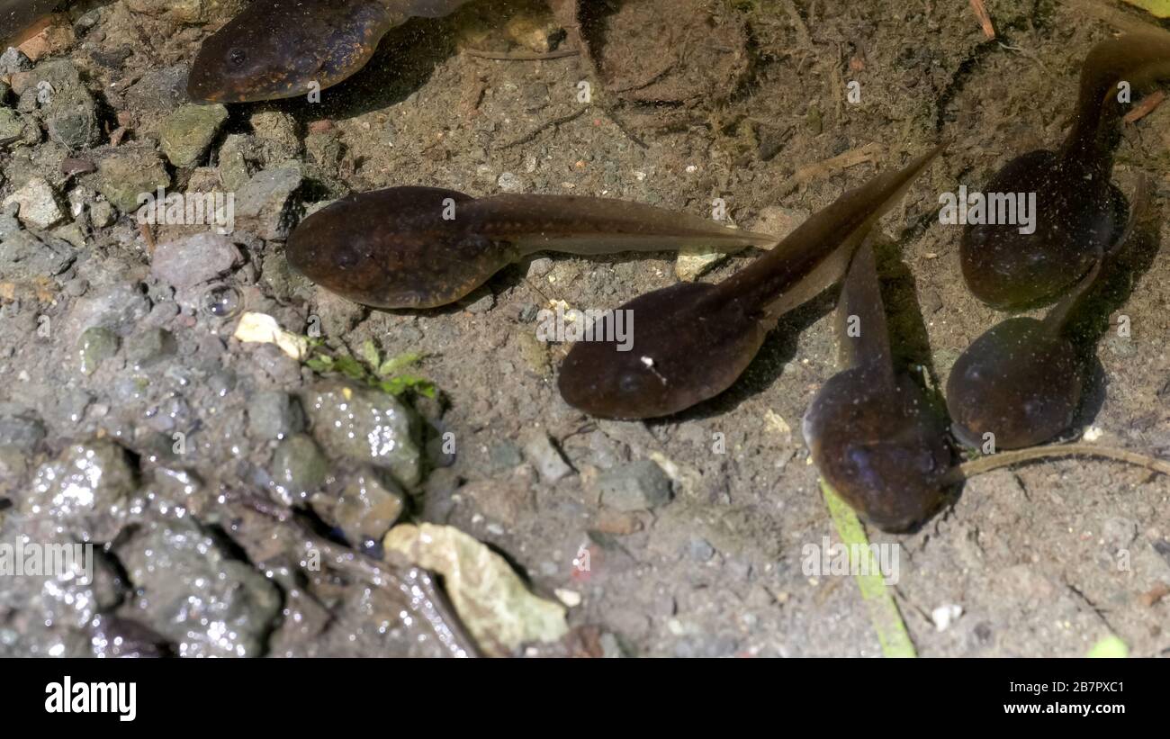 close up of tadpoles in a pond at olympic np Stock Photo