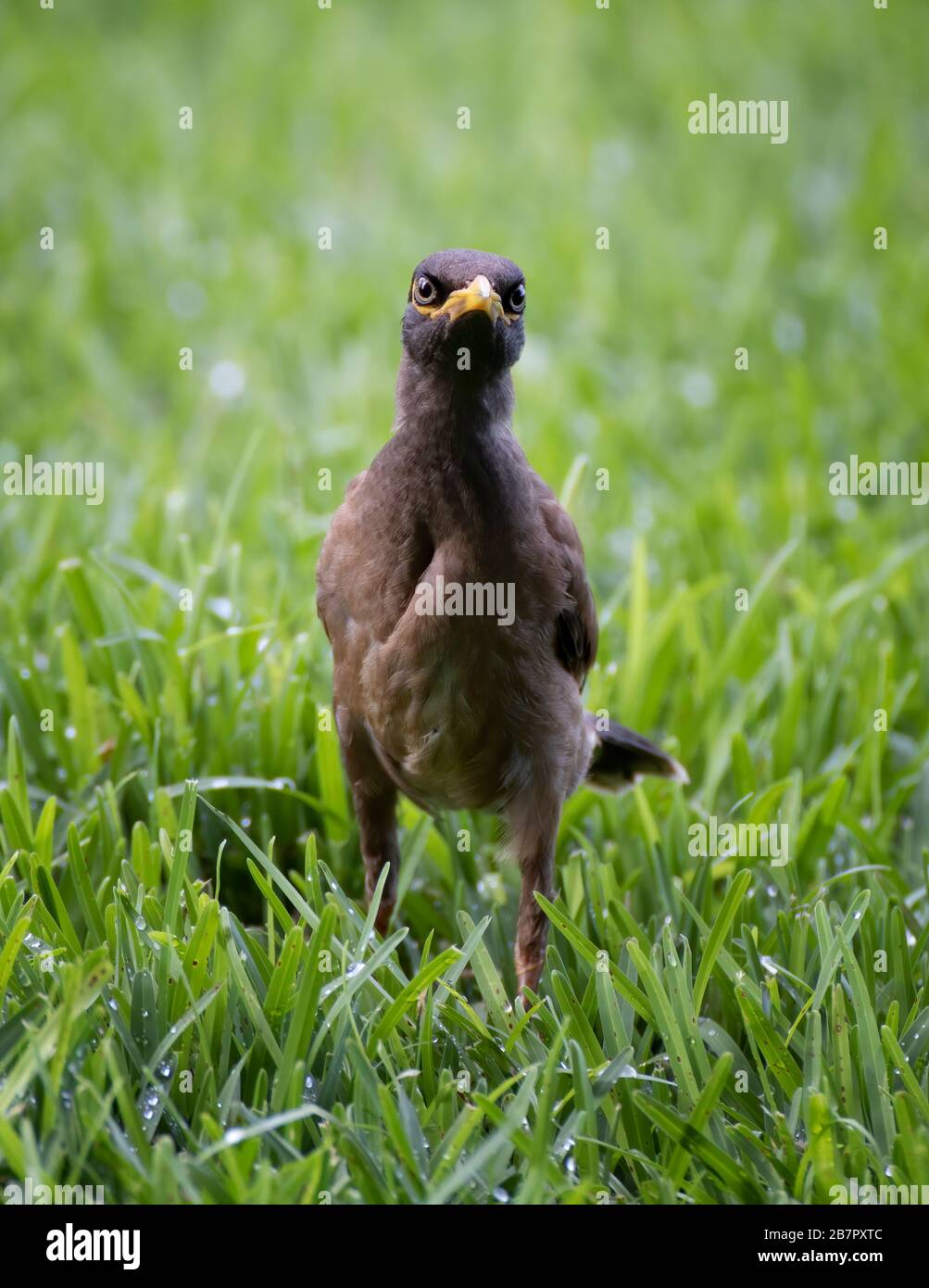 Myna bird stares at the camera while standing in green grass in Hawaii. Stock Photo