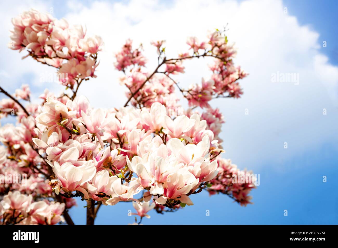 Magnolia Tree and blue sky in Germany Stock Photo - Alamy