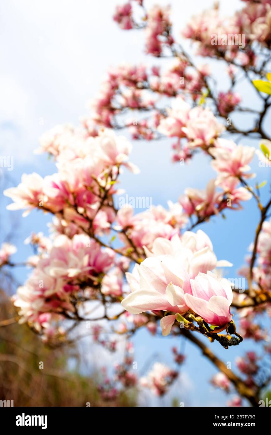 Magnolia Tree and blue sky in Germany Stock Photo - Alamy
