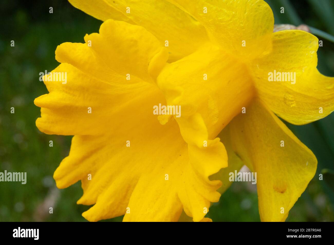 Macro photography of flower hi-res stock photography and images - Alamy