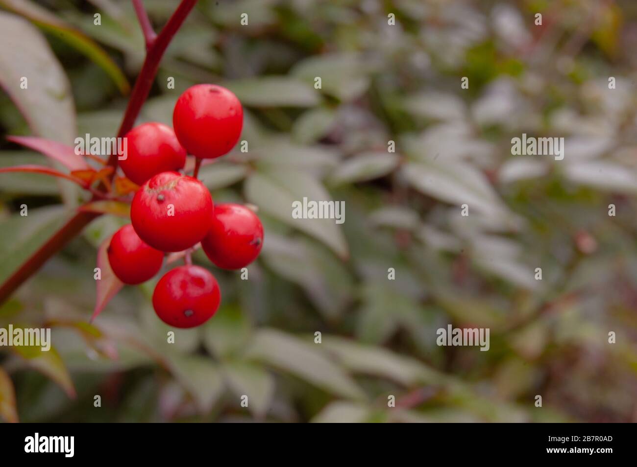 Macro photograph of red berries. Stock Photo