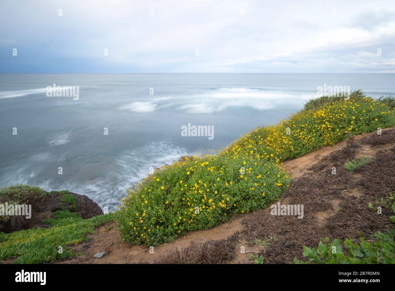 Coastal Wildflowers High Resolution Stock Photography and Images - Alamy
