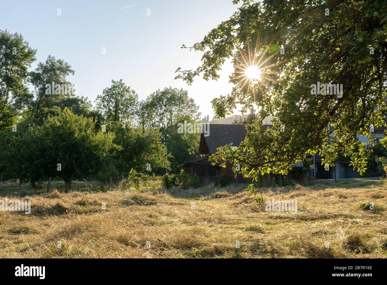 Sliced dry hay in summer in evening sun with shed and forest in the background. Branch with leaves in the right foreground. Sun star between leaves. Stock Photo