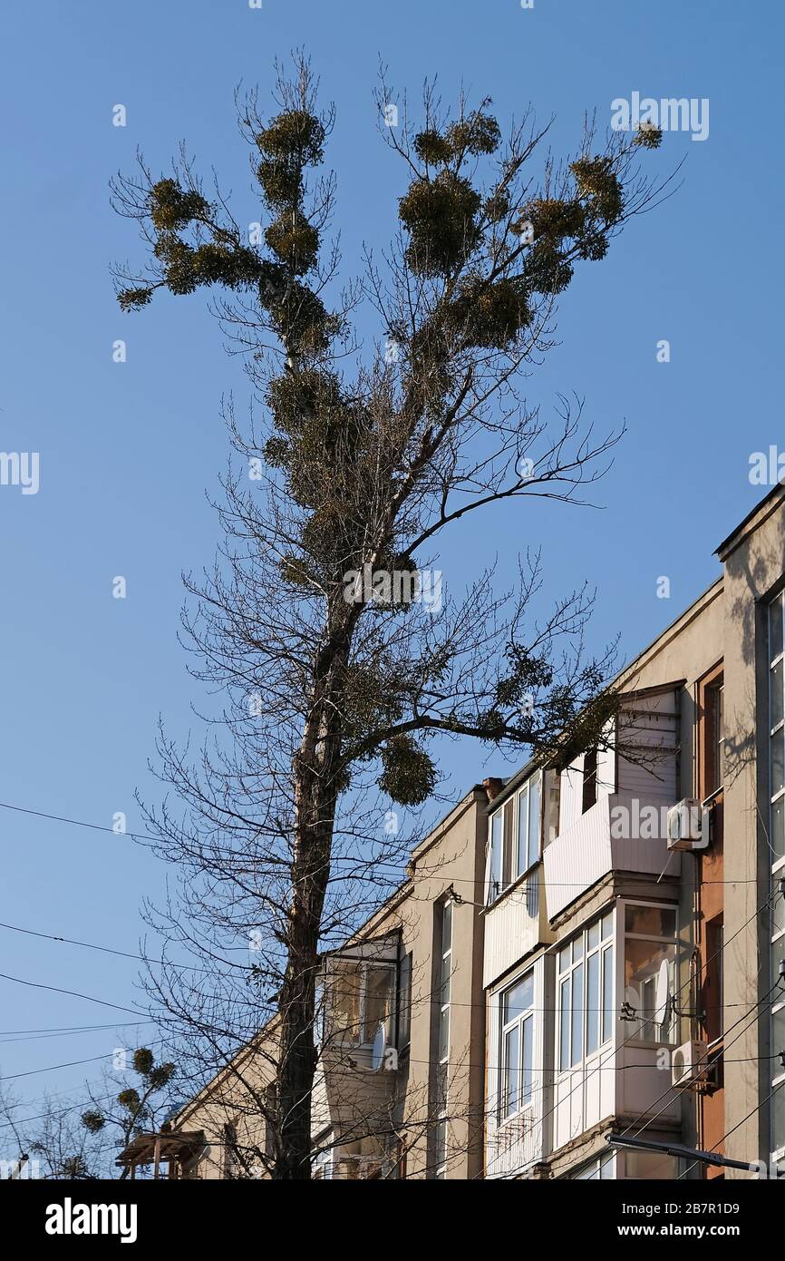 Mistletoe on a tree on a city street. Dry tree affected by the parasite  Viscum. Poisonous plant on the crown of a tree Stock Photo - Alamy