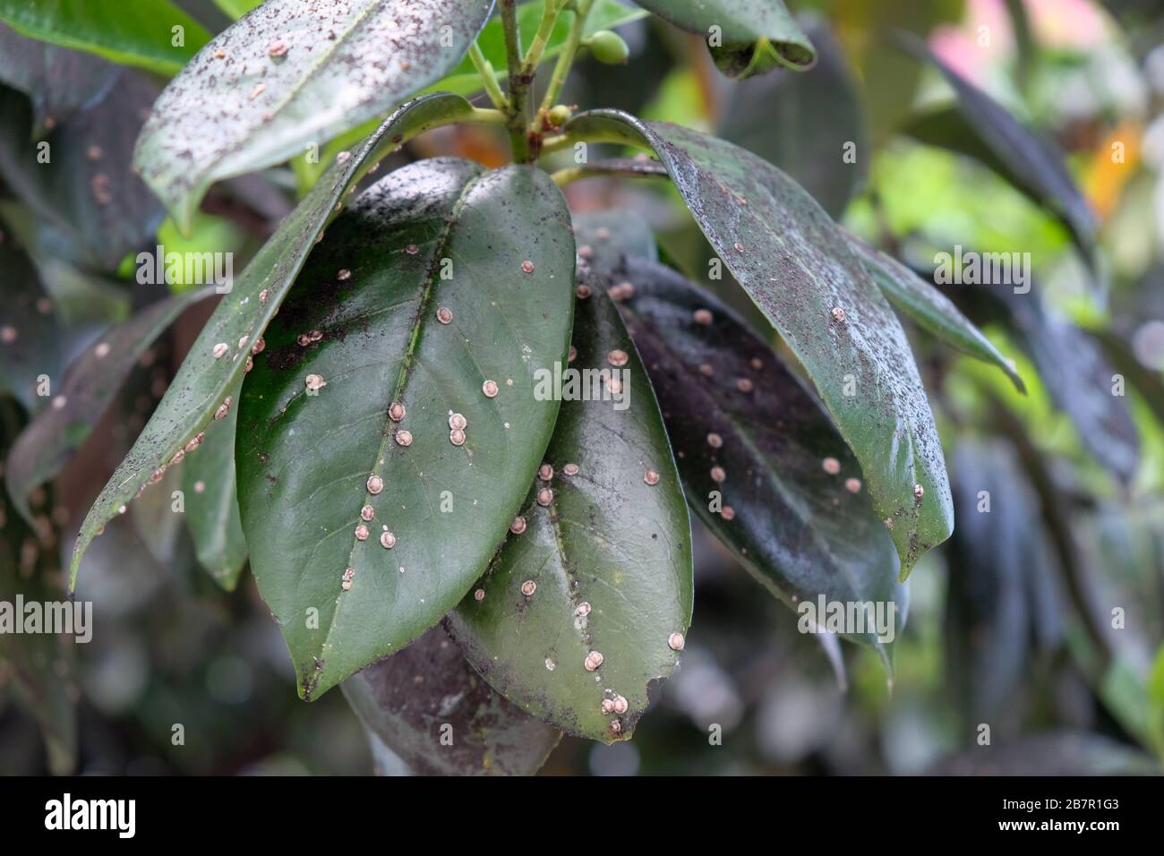 Green leaf of medlar covered with pests. Japanese Wax Shrimp - Ceroplastes japonicus Green. Insect of the family Pseudoscutum, quarantine pest. Leaves Stock Photo