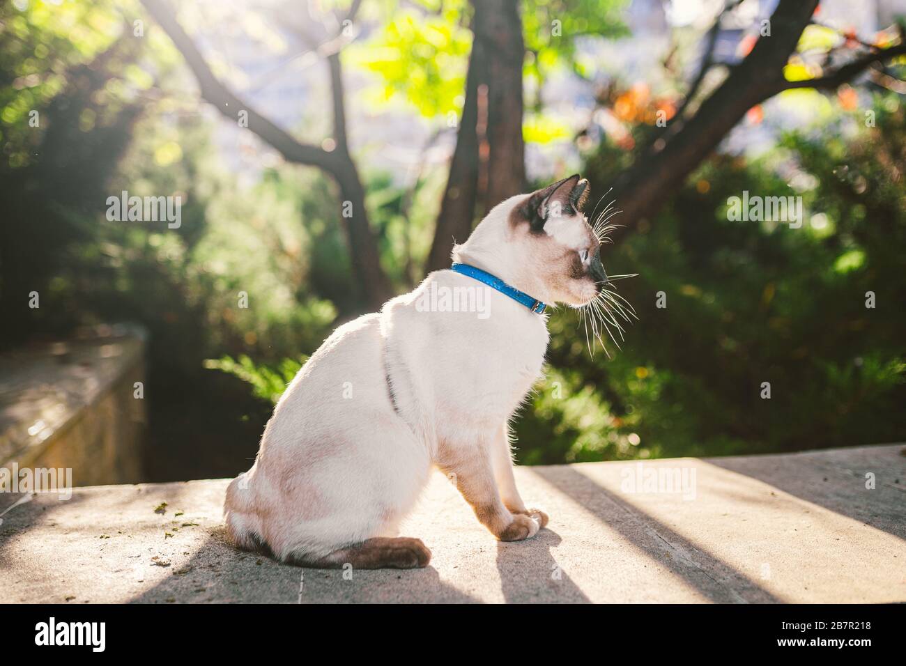 cat leash for backyard