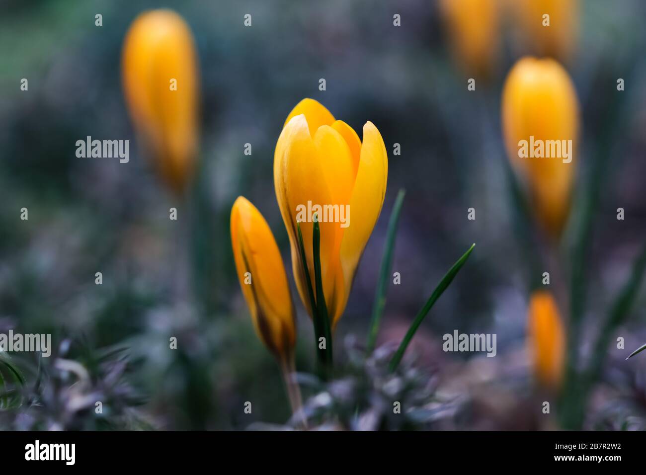 Spring is coming. The first yellow crocuses in my garden Stock Photo