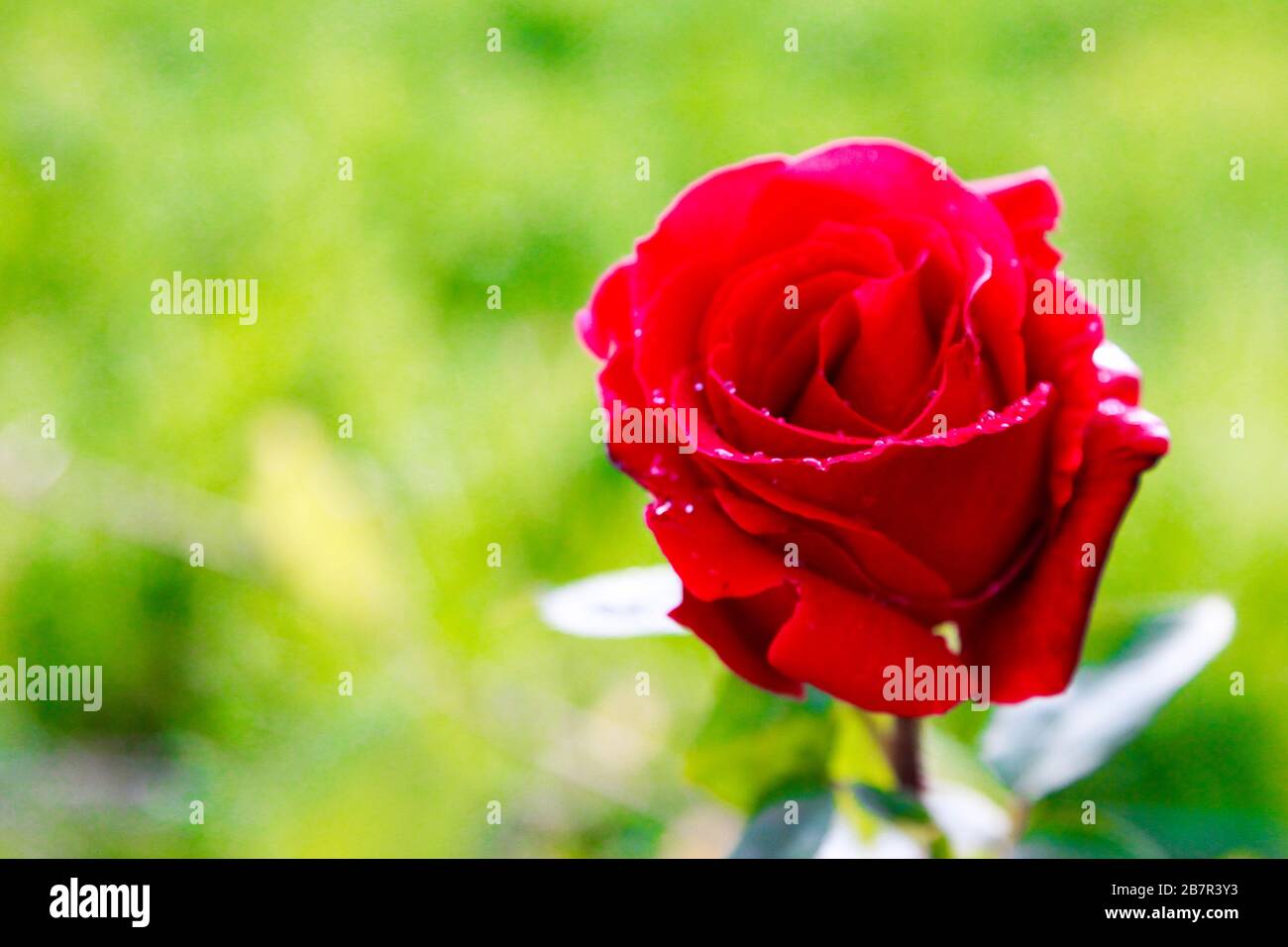 primo piano di rosa in fiore color rosso Stock Photo