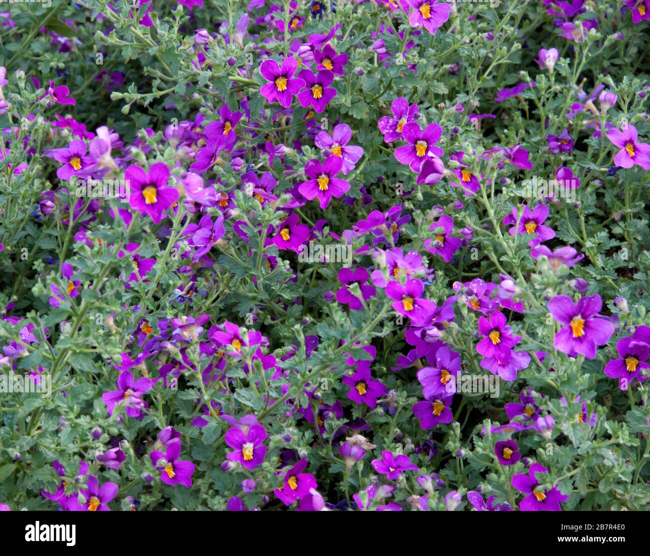 Purple flower clusters hires stock photography and images Alamy