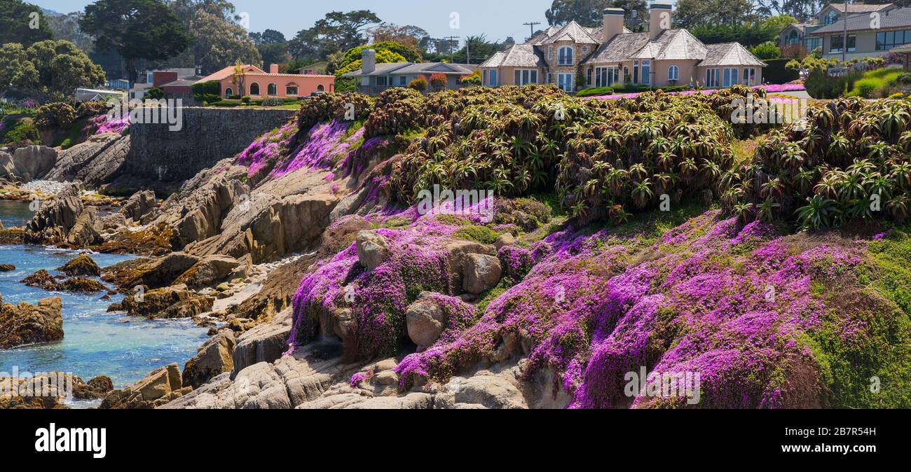 Purple wild flowers in pacific grove in srping with blue sky, California, USA Stock Photo