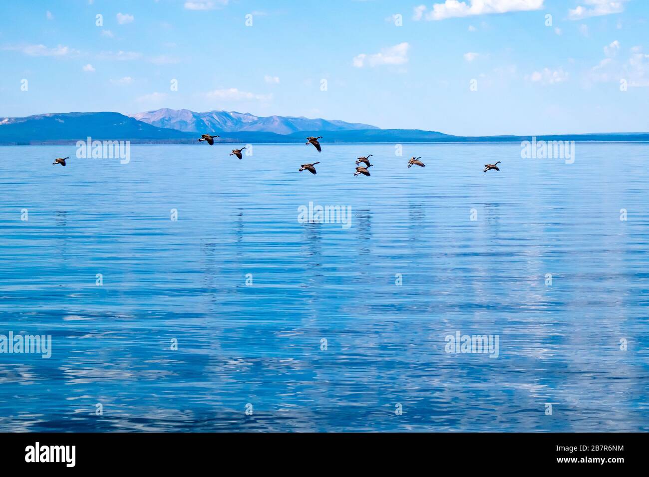 Wild geese (branta canadensis) coming in for a landing onYellowstone lake during the summer with copy space Stock Photo