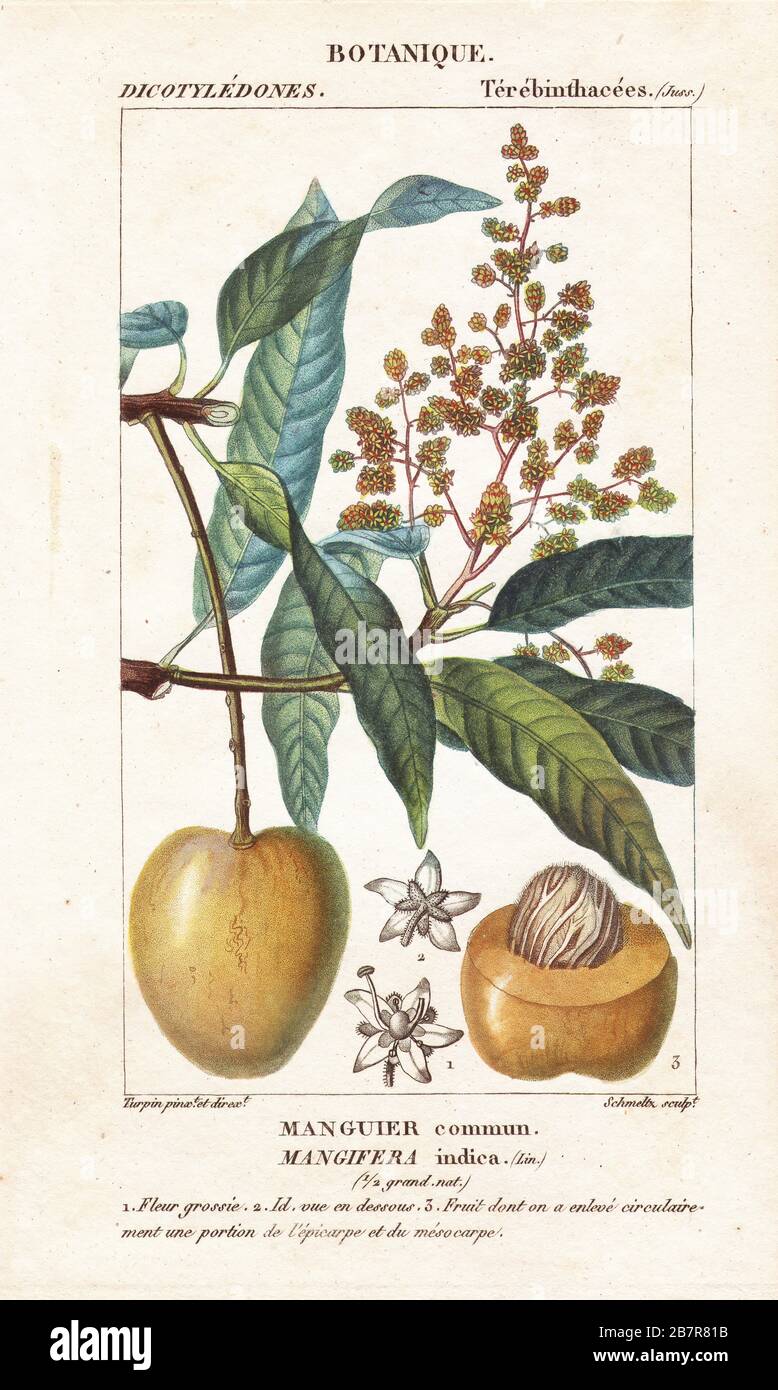 Mango fruit and section, Mangifera indica. Manguier commun. Handcoloured copperplate stipple engraving from Jussieu's Dizionario delle Scienze Naturali, Dictionary of Natural Science, Florence, Italy, 1837. Illustration engraved by Schmeltz, drawn and directed by Pierre Jean-Francois Turpin, and published by Batelli e Figli. Turpin (1775-1840) is considered one of the greatest French botanical illustrators of the 19th century. Stock Photo