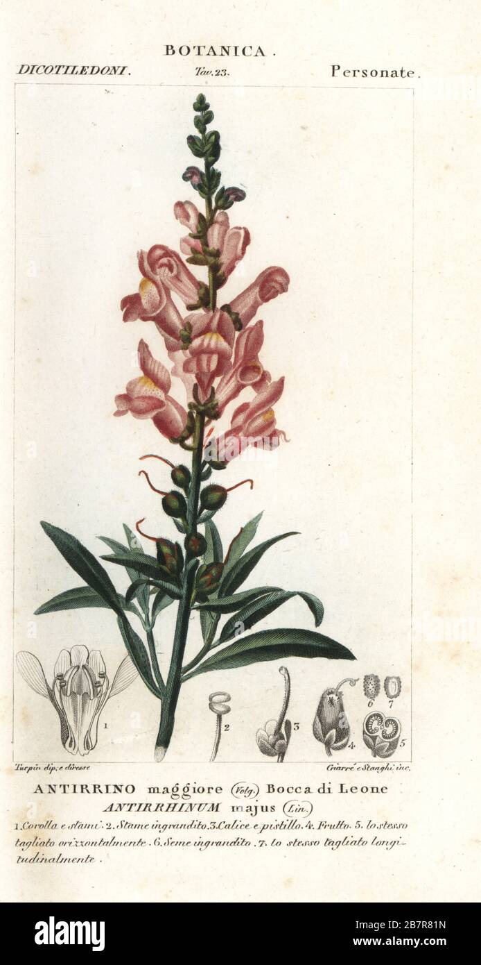 Snapdragon, Antirrhinum majus. Handcoloured copperplate stipple engraving from Jussieu's Dizionario delle Scienze Naturali, Dictionary of Natural Science, Florence, Italy, 1837. Illustration engraved by Giarre and Stanghi, drawn and directed by Pierre Jean-Francois Turpin, and published by Batelli e Figli. Turpin (1775-1840) is considered one of the greatest French botanical illustrators of the 19th century. Stock Photo